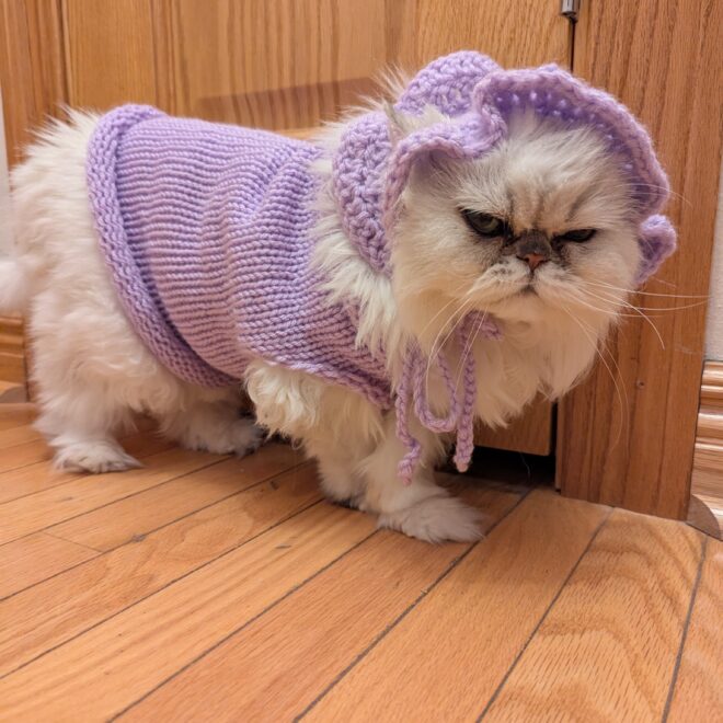 Fancy being cute