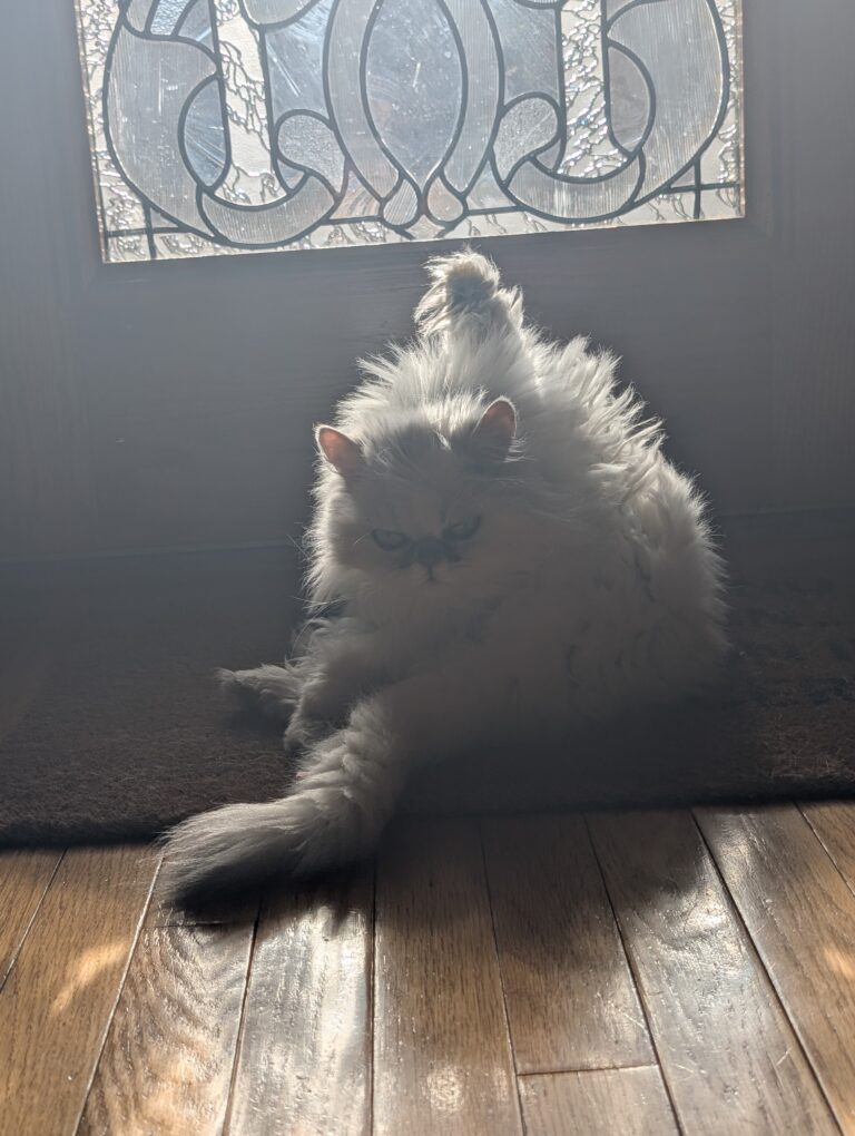 Fancy being a princess in the sun