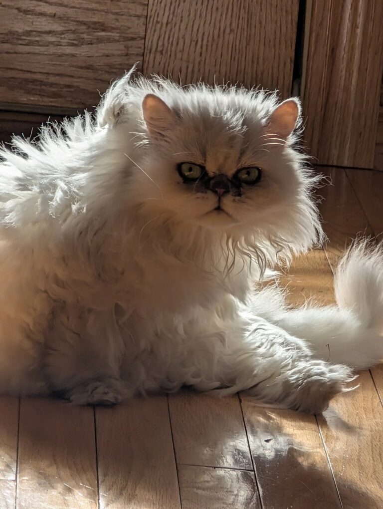 Princess is sunbathing this morning