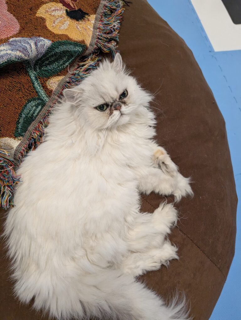 Fancy hanging with me while I do school at home ❄️